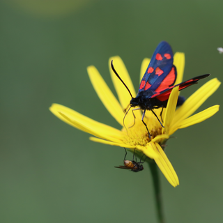 Hufeisenklee Widderchen und Fliege auf Weidenblättrigem Ochsenauge | © Moritz Keil