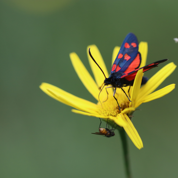 Hufeisenklee Widderchen und Fliege auf Weidenblättrigem Ochsenauge | © Moritz Keil