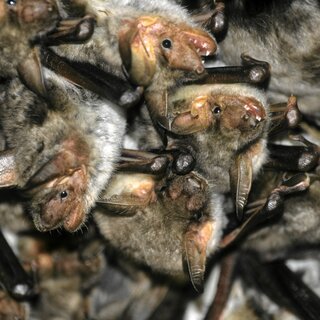 Großes Mausohr (Myotis myotis) | © Wilhelm Gailberger / piclease 