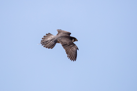 Wanderfalke im Flug | &copy; Daniel Karmann