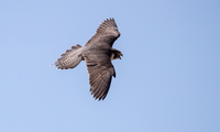 Wanderfalke im Flug | © Daniel Karmann