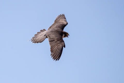 Wanderfalke im Flug | &copy; Daniel Karmann