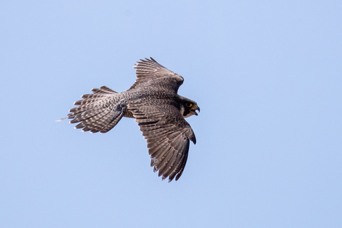 Wanderfalke im Flug | &copy; Daniel Karmann