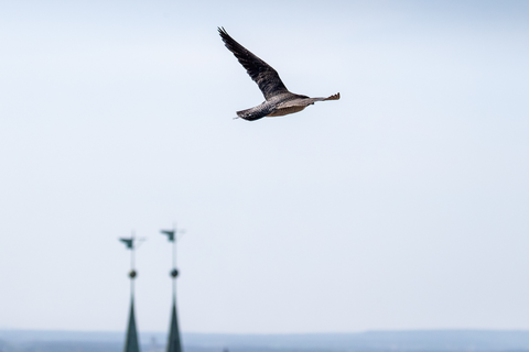 Wanderfalke im Flug | &copy; Daniel Karmann