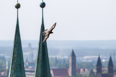 Wanderfalke im Flug | &copy; Daniel Karmann