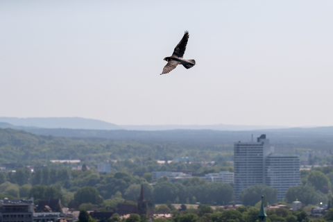 Wanderfalke im Flug | &copy; Daniel Karmann