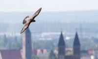 Wanderfalke im Flug | © Daniel Karmann