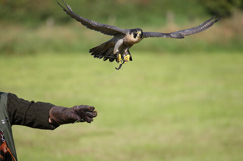 Wanderfalke wird frei gegeben - Falco peregrinus | © Astrid Brillen / piclease