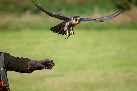 Wanderfalke wird frei gegeben - Falco peregrinus | © Astrid Brillen / piclease