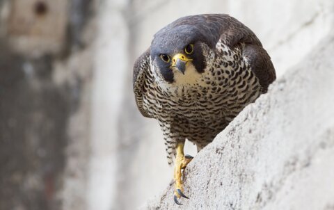 Wanderfalke auf Mauer | © Alexander Erdbeer - stockadobe.com