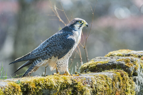 Wanderfalke auf Felsen | © Schulz Foto - stockadobe.com