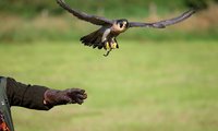 Wanderfalke wird frei gegeben - Falco peregrinus | © Astrid Brillen / piclease