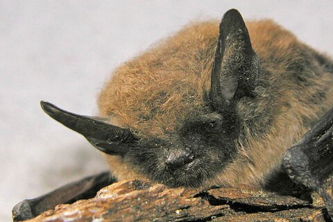 Bartfledermaus - Myotis mystacinus | © Bettina Cordes