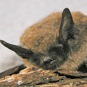 Bartfledermaus - Myotis mystacinus | © Bettina Cordes