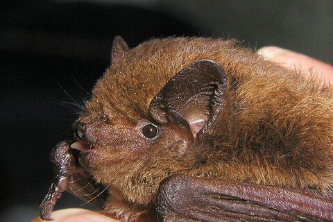  Rauhautfledermaus | &copy; Bettina Cordes