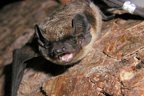 Zweifarbfledermaus | &copy; © Dr. Detlev Cordes