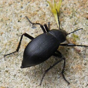 Gewölbter Totenkäfer - Blaps mucronata (Latreille, 1804) | © Leo Weltner / Kreis Nürnberger Entomologen