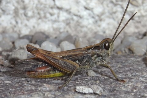 Chorthippus biguttulus | © Leo Weltner / Kreis Nürnberger Entomologen