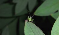 Punktierte Zartschrecke juvenil | © Leo Weltner / Kreis Nürnberger Entomologen