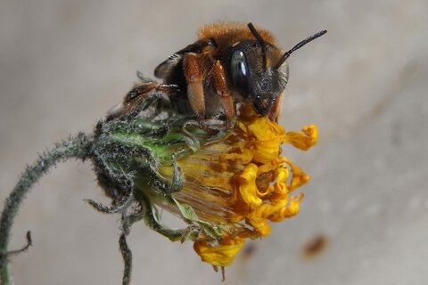 Punktierte Wollbiene | &copy; Leo Weltner / Kreis Nürnberger Entomologen