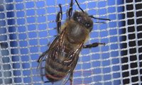 Honigbiene | © Leo Weltner / Kreis Nürnberger Entomologen
