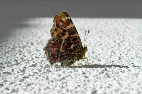 Landkärtchen | &copy; Leo Weltner / Kreis Nürnberger Entomologen