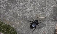 Gewölbter Totenkäfer | © Leo Weltner / Kreis Nürnberger Entomologen