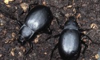 Gewölbter Totenkäfer | © Leo Weltner / Kreis Nürnberger Entomologen