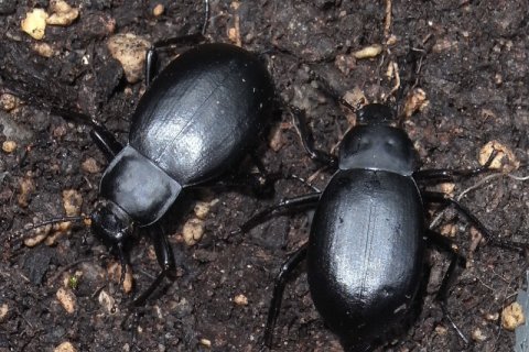 Gewölbter Totenkäfer | © Leo Weltner / Kreis Nürnberger Entomologen