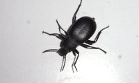 Gewölbter Totenkäfer | © Leo Weltner / Kreis Nürnberger Entomologen