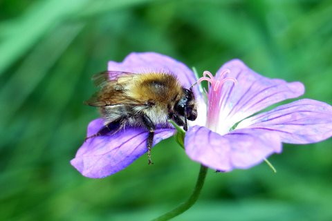 Ackerhummel | &copy; Leo Weltner / Kreis Nürnberger Entomologen