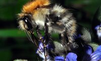 Ackerhummel | © Leo Weltner / Kreis Nürnberger Entomologen