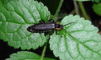 Dunkler Fliegenkäfer | © Leo Weltner / Kreis Nürnberger Entomologen