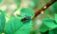 Familie der Weichwanzen | © Leo Weltner / Kreis Nürnberger Entomologen