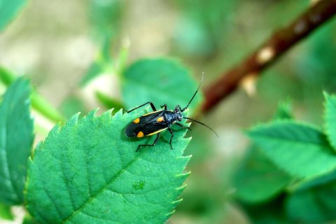 Familie der Weichwanzen | © Leo Weltner / Kreis Nürnberger Entomologen