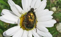 Rosenkäfer | © Leo Weltner / Kreis Nürnberger Entomologen