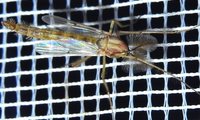 Familie der Tanzmücken | © Leo Weltner / Kreis Nürnberger Entomologen