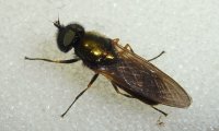 Goldgrüne Waffenfliege | © Leo Weltner / Kreis Nürnberger Entomologen