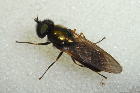 Goldgrüne Waffenfliege | © Leo Weltner / Kreis Nürnberger Entomologen