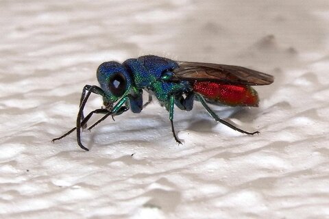 Gemeine Goldwespe | © Leo Weltner / Kreis Nürnberger Entomologen