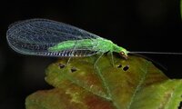 Gemeine Florfliege | © Leo Weltner / Kreis Nürnberger Entomologen