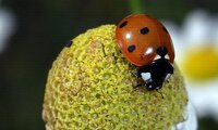 Siebenpunkt Marienkäfer | © Leo Weltner / Kreis Nürnberger Entomologen