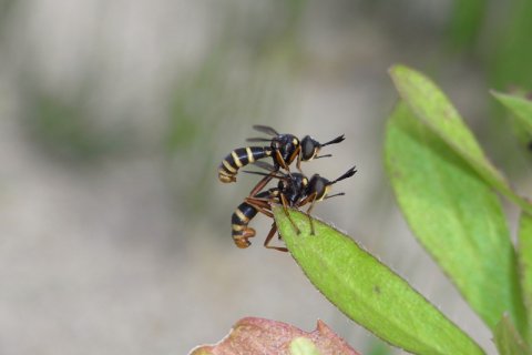 Vierstreifige Dickkopffliege | © Leo Weltner / Kreis Nürnberger Entomologen