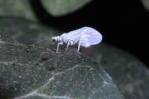 Staubhaft | © Leo Weltner / Kreis Nürnberger Entomologen