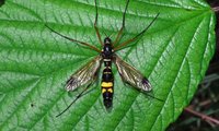Bunter Kammschnake | © Leo Weltner / Kreis Nürnberger Entomologen