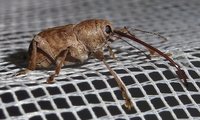 Esskastanienbohrer | © Leo Weltner / Kreis Nürnberger Entomologen