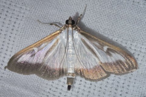 Buchsbaumzünsler | &copy; Leo Weltner / Kreis Nürnberger Entomologen