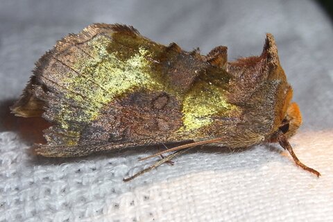 Messingeule | © Leo Weltner / Kreis Nürnberger Entomologen