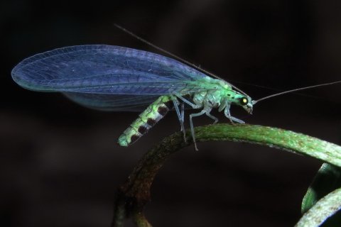 Familie der Florfliegen | &copy; Leo Weltner / Kreis Nürnberger Entomologen