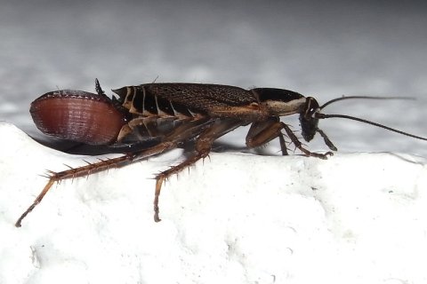 Waldschabe | &copy; Leo Weltner / Kreis Nürnberger Entomologen